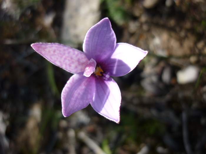 Elythranthera emarginata - Pink Enamel Orchid - 103.JPG